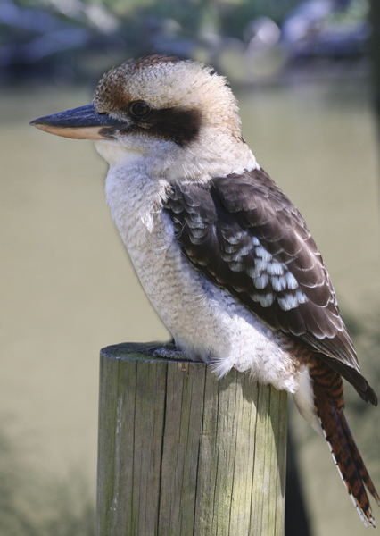 Kookaburra - Photo by Stephen Wan