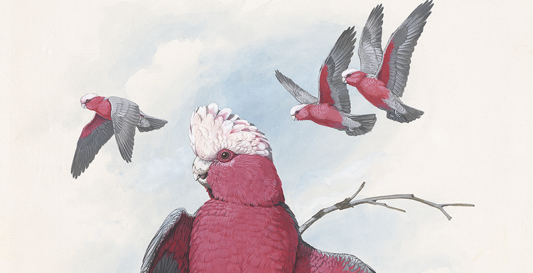 The Galah - from A Brush with Birds: Australian Bird Art published by the National Library of Australia
