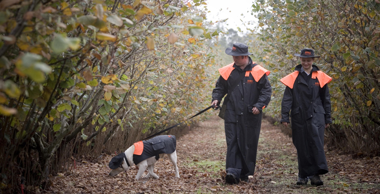 Errol the Trufflehound at work (Errol is the short one, wearing the hat at a rakish angle).